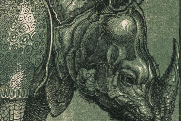 Albrecht Dürer, Il Rinoceronte, part.